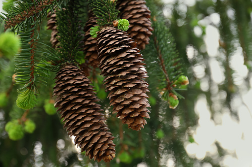 A DSLR close-up photo of spruce cones on fir tree branches covered with snow. Shallow depth of field.