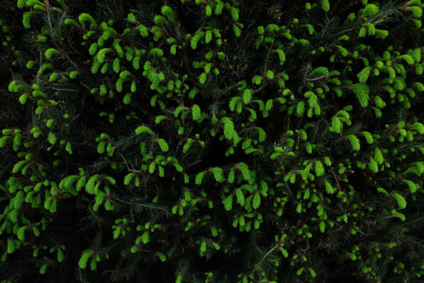 istock Beautiful green coniferous tree as background, closeup 1466746187