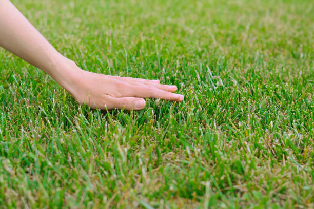 istock Woman touching fresh grass on green lawn, closeup 1466746241