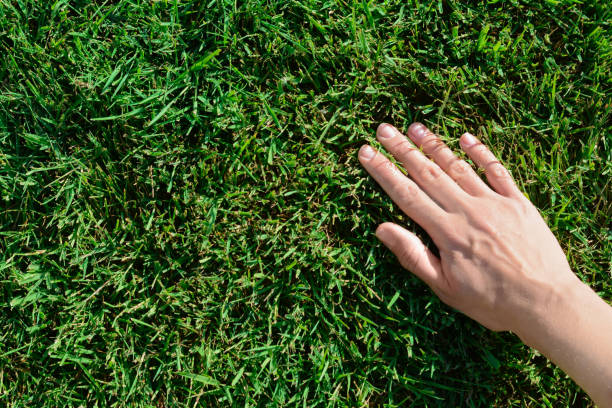 istock Woman touching fresh grass on green lawn, top view. Space for text 1466746250