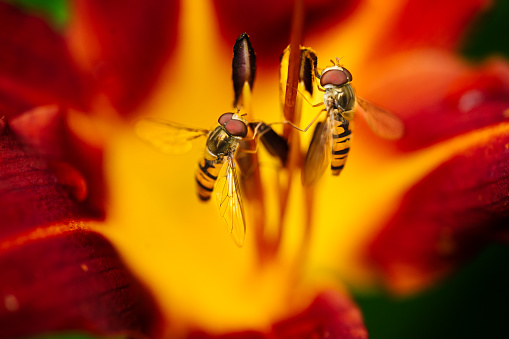 hoverflies collecting pollen in the heart of an iris