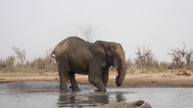 Elephants at a waterhole in Botswana, Khwai Private Reserve.
