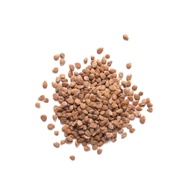 istock Pile of tomato seeds on white background, top view 1466751652
