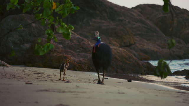 A Southern Cassowary mother with a chick is walking along Etty Bay Beach in Queensland, Australia. Cassowaries are dangerous large birds like ostrich. Endangered threatened rainforest jungle species. 4K UHD cinematic epic nature documentary footage.
