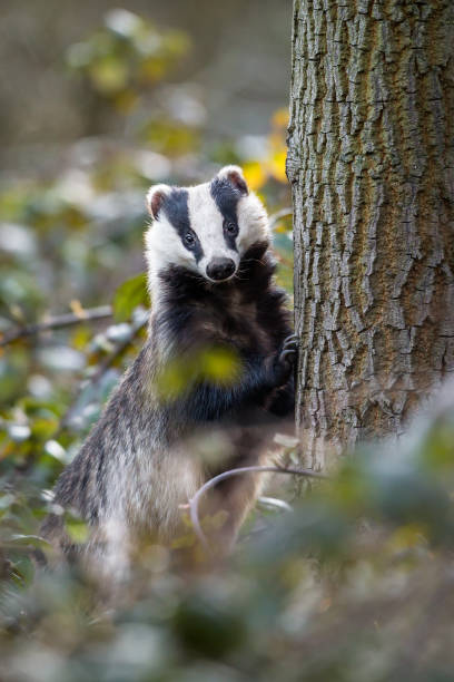 European Badger (Meles meles). - fotografia de stock