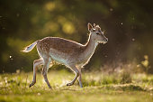 Fallow Deer (Dama dama)