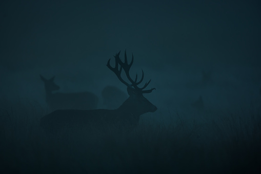 Red Deer in the morning mist. Wild animal.