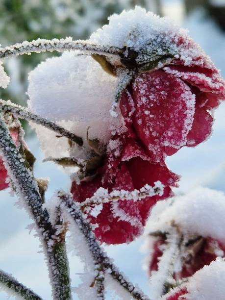istock Red rose in the snow 1466755126