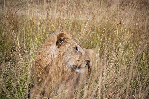 Young male lion resting in the grasses in the savannah of the Maasai Mara National Reserve in Kenya.