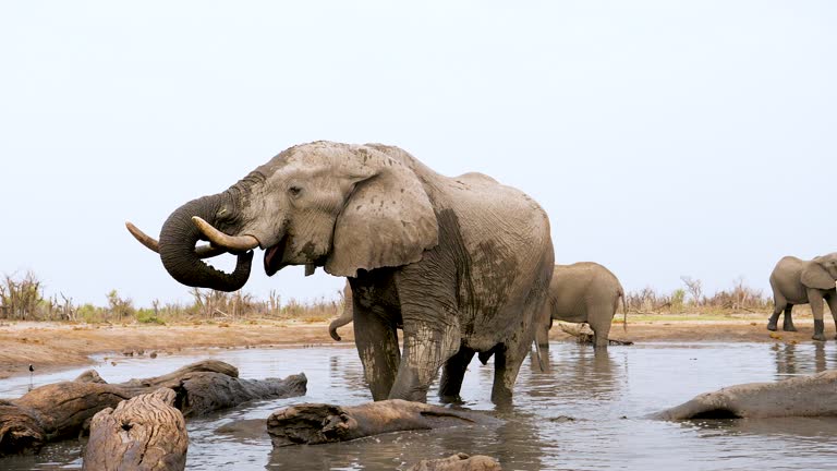 Elephants at a waterhole in Botswana, Khwai Private Reserve.