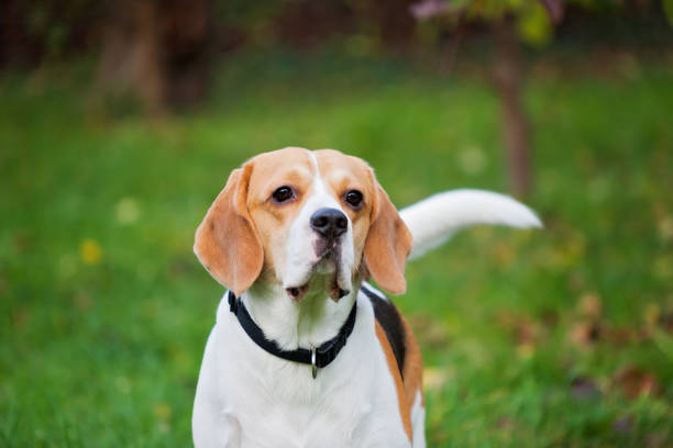 istock Summer portrait of a beagle dog 1466757572
