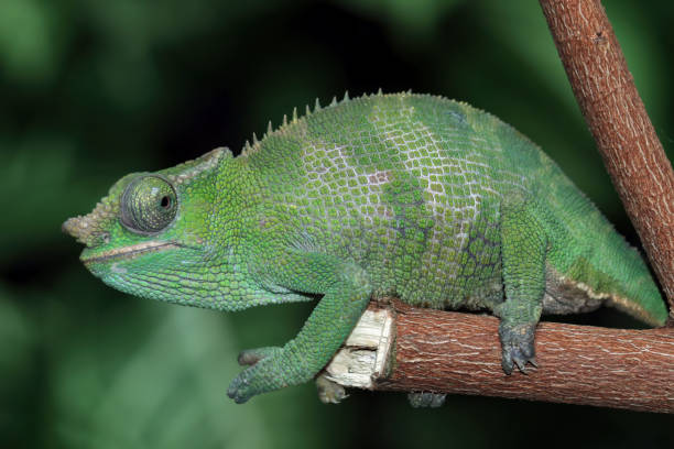 istock female fischer chameleon isolated on black background 1466759409