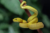 Yellow pit viper in the family viperidae, angry snake