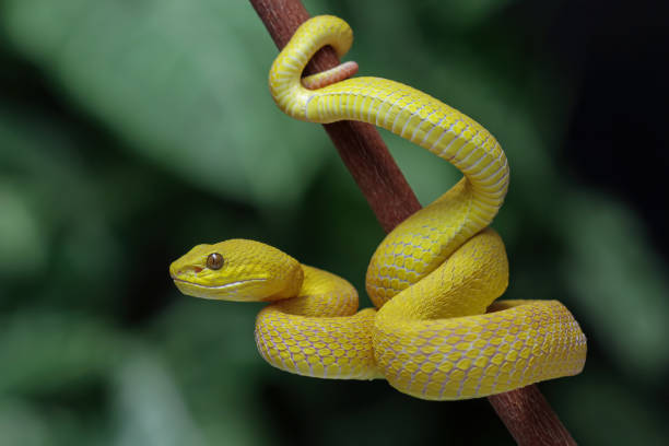 Yellow pit viper in the family viperidae, angry snake very venomous yellow snake is angry, yellow snake isolated on black background wildlife conservation stock pictures, royalty-free photos & images