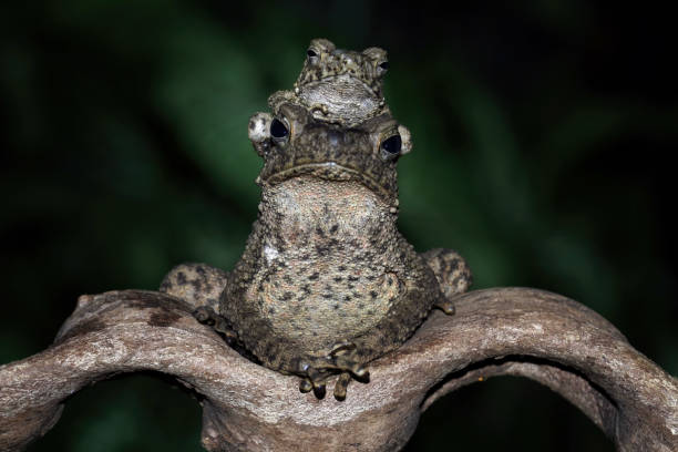 stone toad family closeup on branch, limnonectes macrodon sitting on branch giant frog stock pictures, royalty-free photos & images