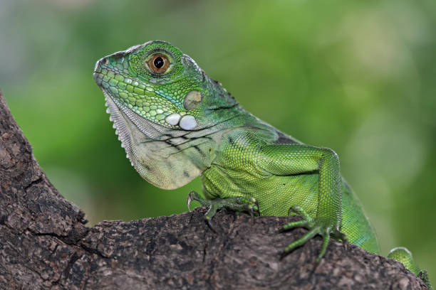 istock Baby green iguana 1466759882