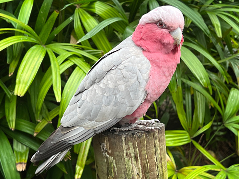 The Gaah is also known as the pink and grey cockatoo or rose-breasted cockatoo