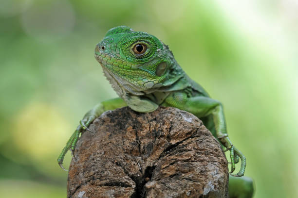 istock Baby green iguana head and spikes 1466760019
