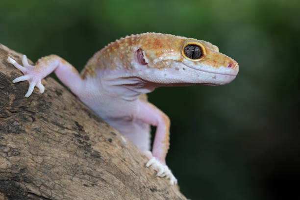 istock Leopard gecko lizard full length body 1466760023