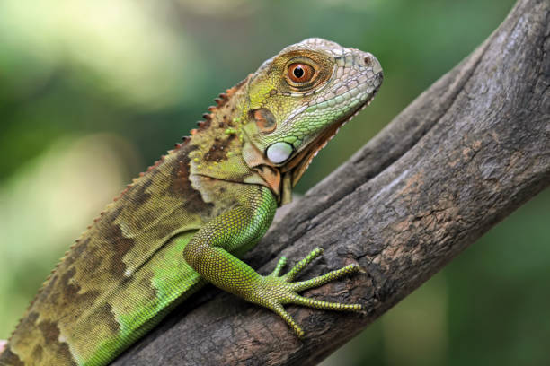 istock Baby red iguana closeup 1466760197