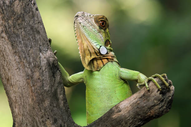 istock Baby red iguana closeup 1466760237
