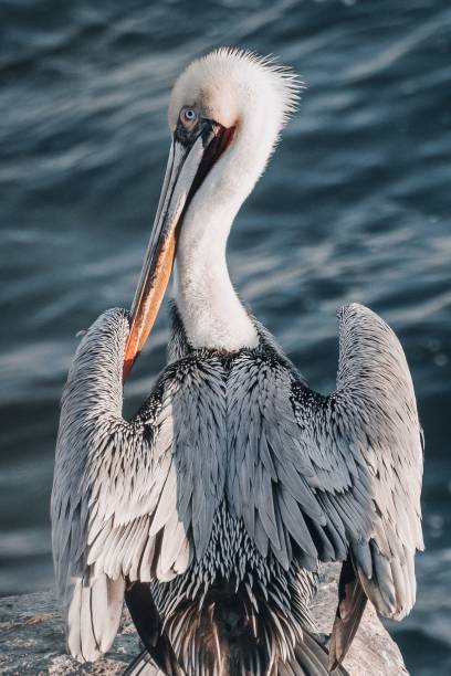 istock Pelican Bird Close Up Portrait 1466760343