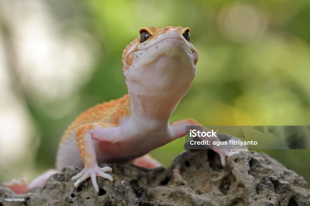 Gecko Walking On Razor Leopard Gecko Lizard Fattailed Geckos Eublepharis Macularius Stock ...