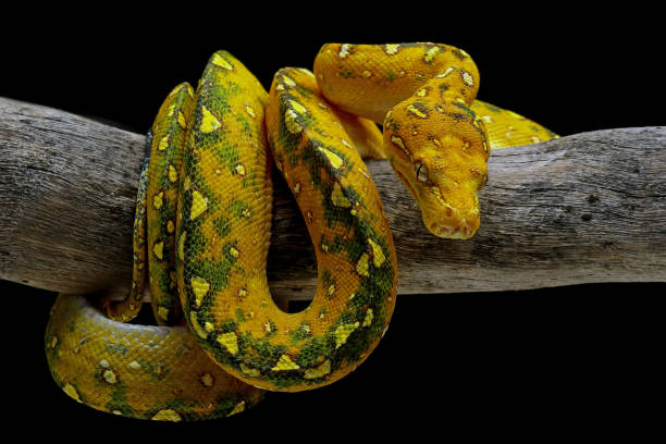 가지에 녹색 나무 파이썬 - green tree python 뉴스 사진 이미지