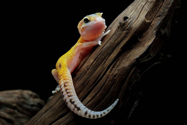 istock Leopard gecko lizard full length body 1466760623