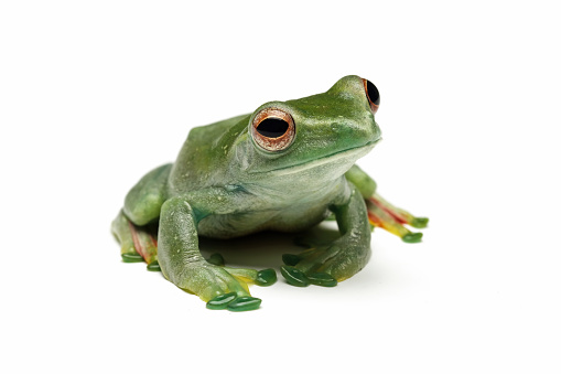 Green Frog on petal