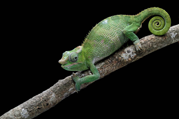 istock female fischer chameleon isolated on black background 1466761000