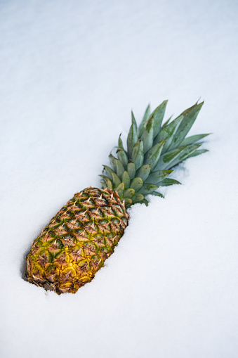Pineapple fruit lying in fresh snow on a cold winter day