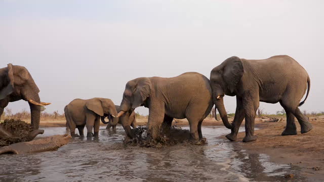 Elephants at a waterhole in Botswana, Khwai Private Reserve