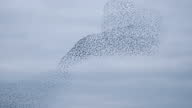 istock Starling murmuration in an overcast sky at the end of the day 1466762386