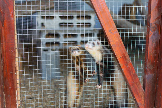 istock Close-up of ferrets in cage 1466762770