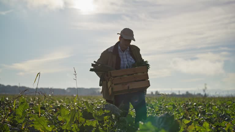 Female farmer with crate of harvested vegetables walking in sunny crop