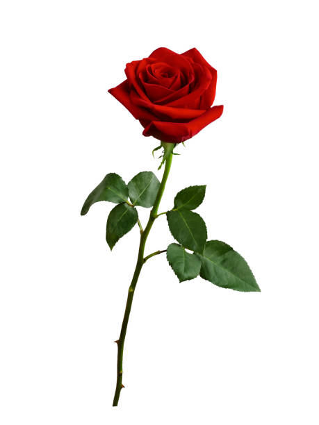 istock Dark red rose with green leaves isolated on white 1466764841