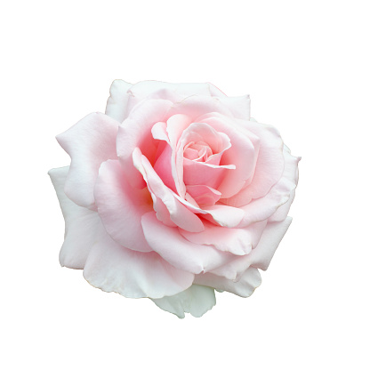 Pale light pink Rose isolated on white background.