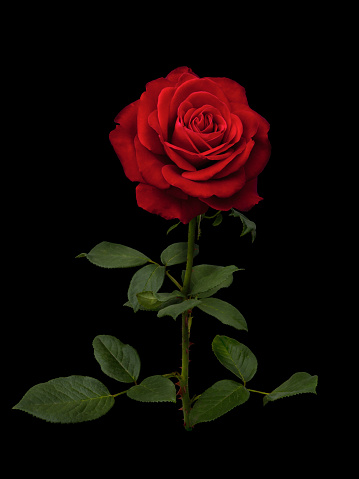 Dark red rose with green leaves isolated on black background