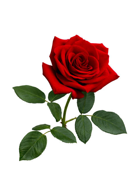 istock Bright red rose with green leaves isolated on white 1466765598