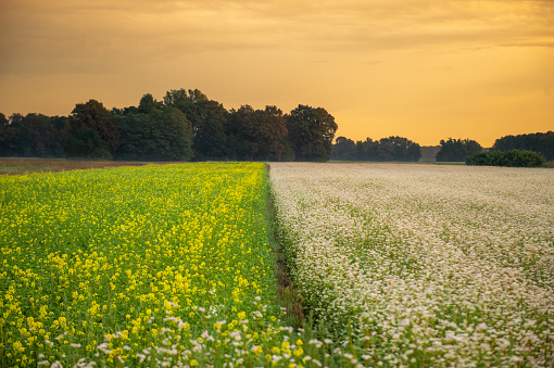 Idyllic view of white and green flowers growing on agricultural landscape against trees and sky during sunrise