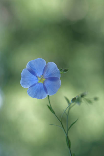 istock Blue flax flowers on thin green stems. 1466766183