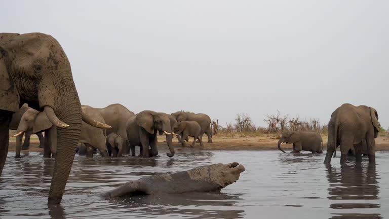 Elephants at a waterhole in Botswana, Khwai Private Reserve