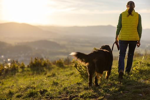Rear view of mid adult woman with Bernese Mountain Dog walking on grassy mountain against sky during vacation