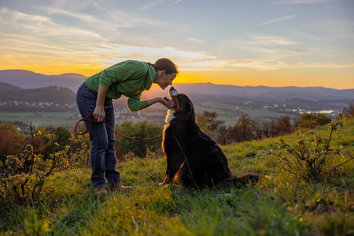 Happy female tourist stroking Bernese Mountain Dog while hiking on top of grassy mountain against sky during sunrise