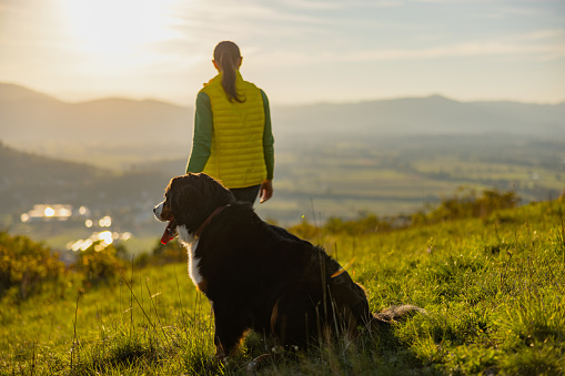 Rear view of female tourist looking at view while standing with Bernese Mountain Dog on grassy mountain during sunrise