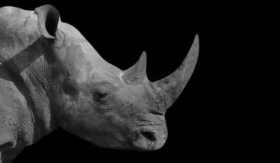 Wild rhinoceros head closeup face on the black background