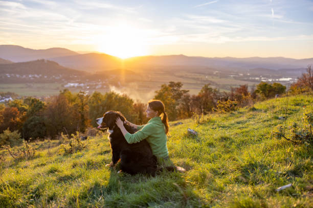 istock Tourist stroking Bernese Mountain Dog on grassy mountain 1466767039
