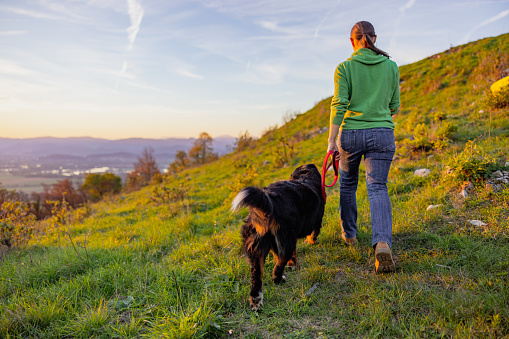 Rear view of female explorer with Bernese Mountain Dog walking on grassy mountain against sky during sunrise