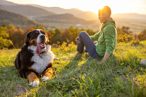 Female tourist looking at cute Bernese Mountain Dog sticking out tongue while sitting on top of grassy mountain during vacation